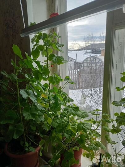 Пеларгония герань