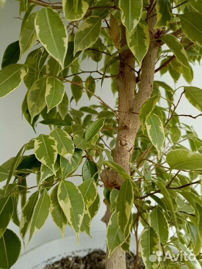 Фикус бенжамина большой