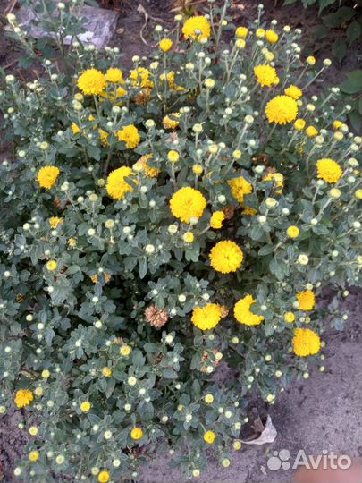 Хризантемы