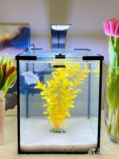 Аквариум