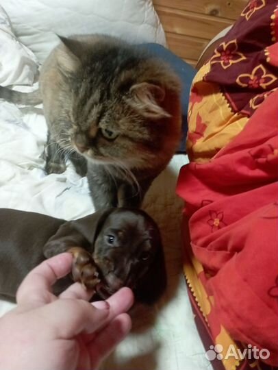 Щенки кроличей таксы