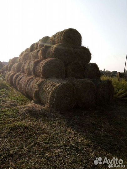 Продам сено в рулонах