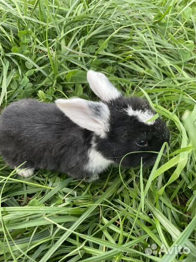 Кролик французский баран