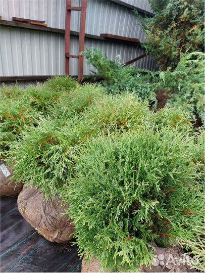 Сосна, кедр, можжевельник, доставка Туя, ель