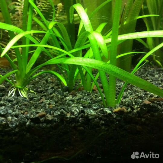 Аквариумное растение - Сагиттария (почвопокровка)
