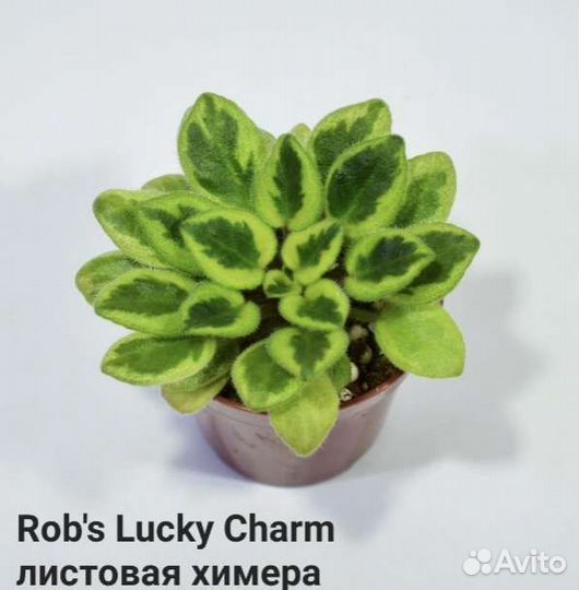 Сортовые фиалки