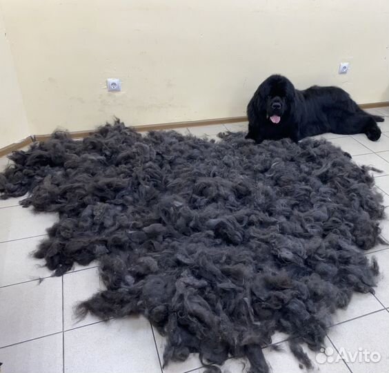 Груминг / стрижка / линька