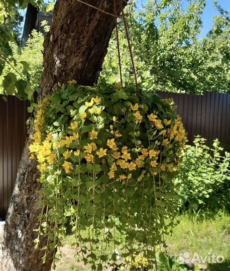 Лизимахия, вербейник монетчатый