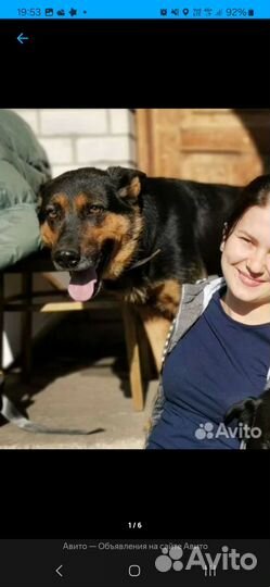 Щенята(девочки) мама немецкая
