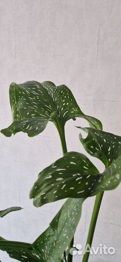 Каллы садовые