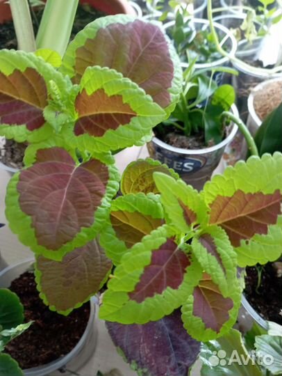 Рассада цветы