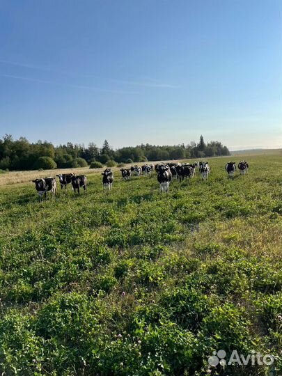 Телки и нетели