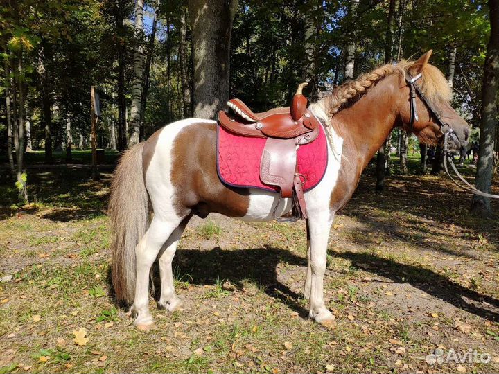 Пони на случку