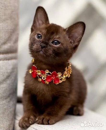 Очаровательные бурманские котятки