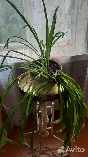 Хлорофитум