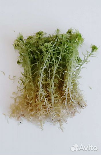 Мох сфагнум