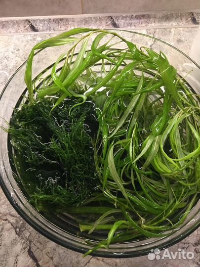 Аквариумные растения прополка