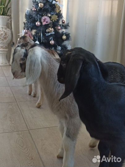 Козы дойные, козлята