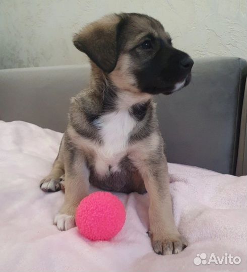 Щенок хочет домой