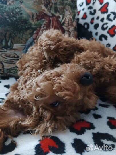 Вязка собак