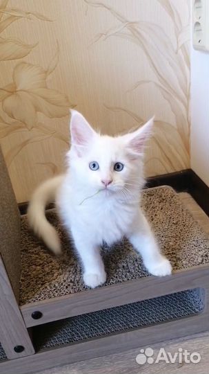 Котята мейн-кун