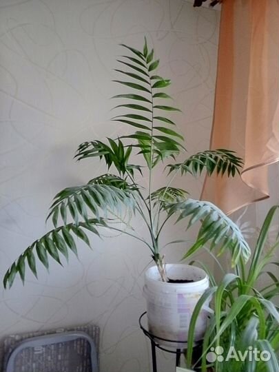 Пальма Хамедорея