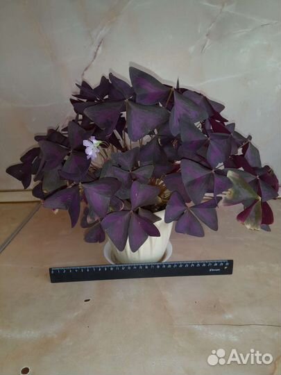 Оксалис (кислица) фиолетовая