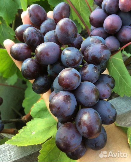 Саженцы винограда