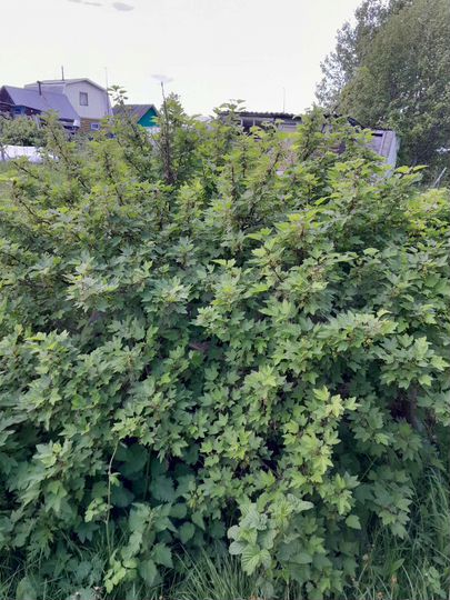 Дом 30 м² на участке 7,8 сот.