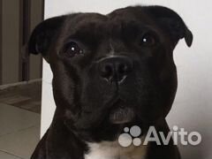 Стаффордширский бультерьер