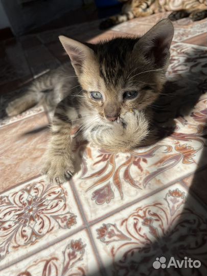 Бенгальская