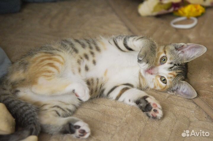 Малышка котодевочка Кнопа ищет семью