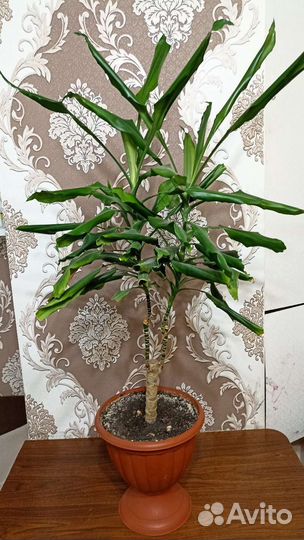 Пальма драцена