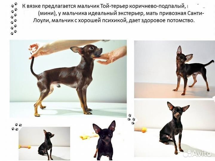Проект скачать презентацию русский той терьер