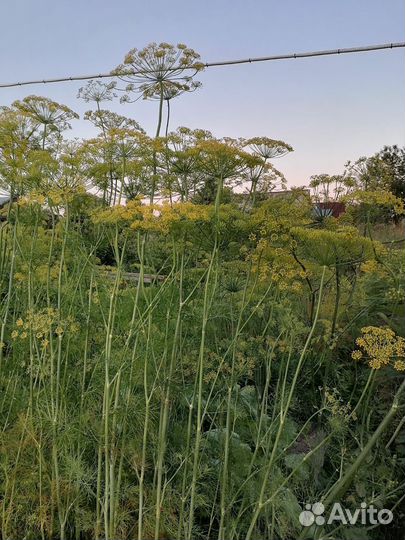 Ягоды. Укроп зонтиками