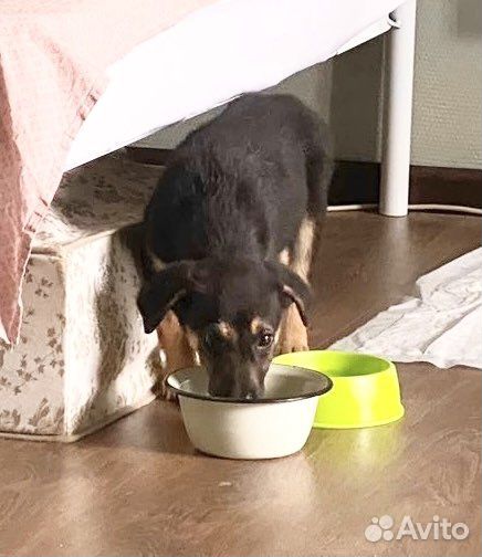 Щенок мальчик