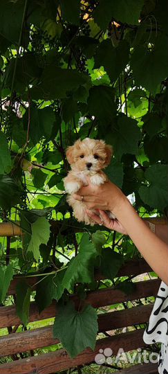 Мальтипу ф1 микро размера