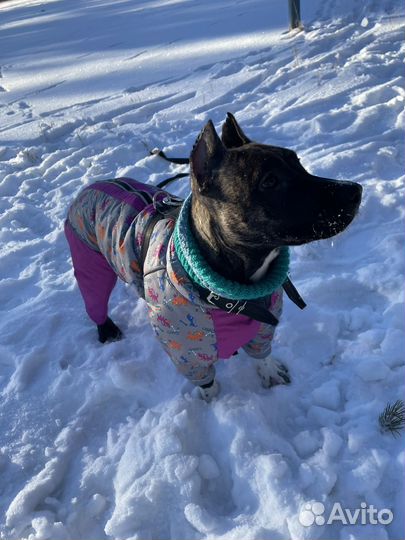 Куртка демисезонная для собакх средних пород
