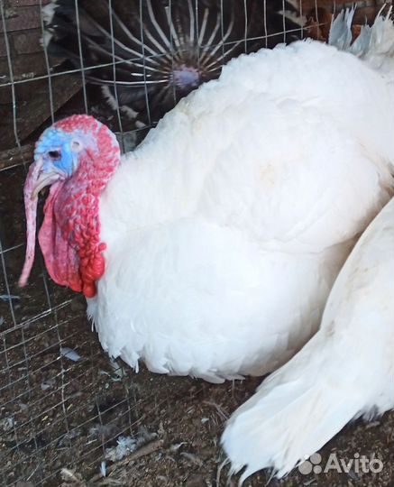 Яйцо инкубационное индейки