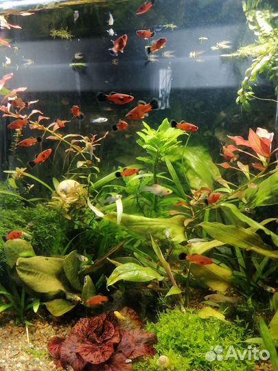 Берлинский меченосец, малек. 50р. 1 шт