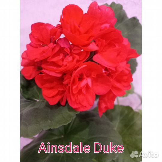 Герань пеларгония