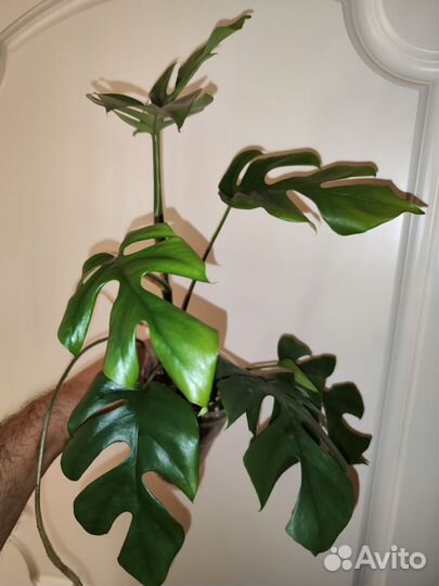 Рафидофора, tetrasperma, мини монстера