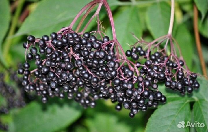 Бузина саженцы (1-3) года