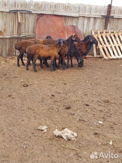 Овцы бараны ягнята