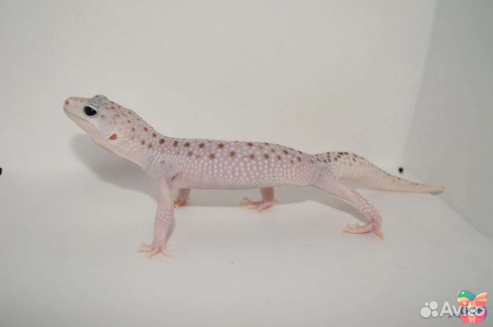 Пятнистый эублефар