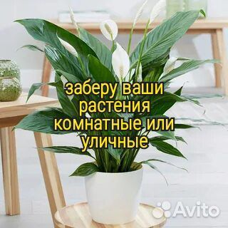 Комнатные растения