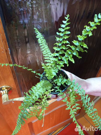 Папоротник 100