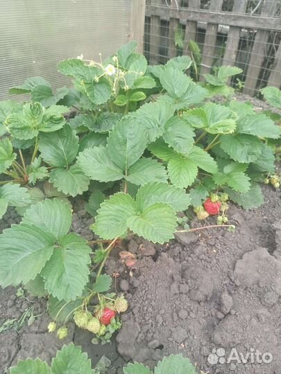 Рассада клубники 
