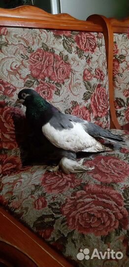 Голубь в добрые руки