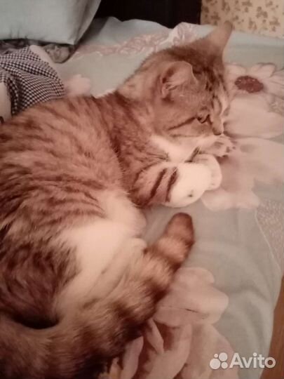 Кошка в добрые руки бесплатно